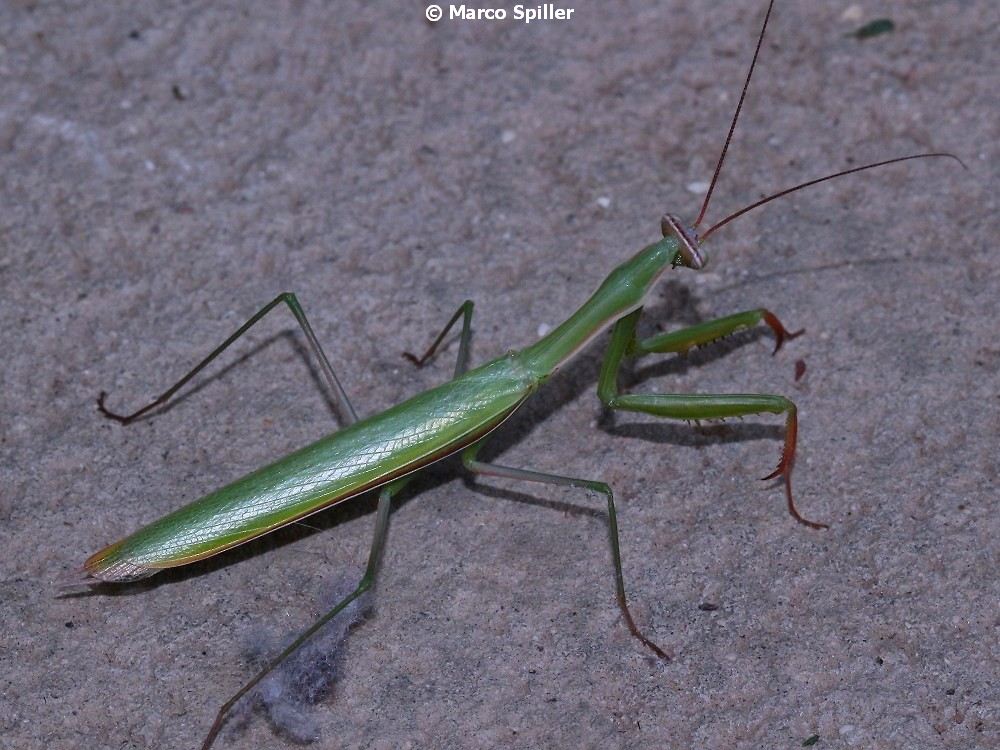 Mantis religiosa, maschio
